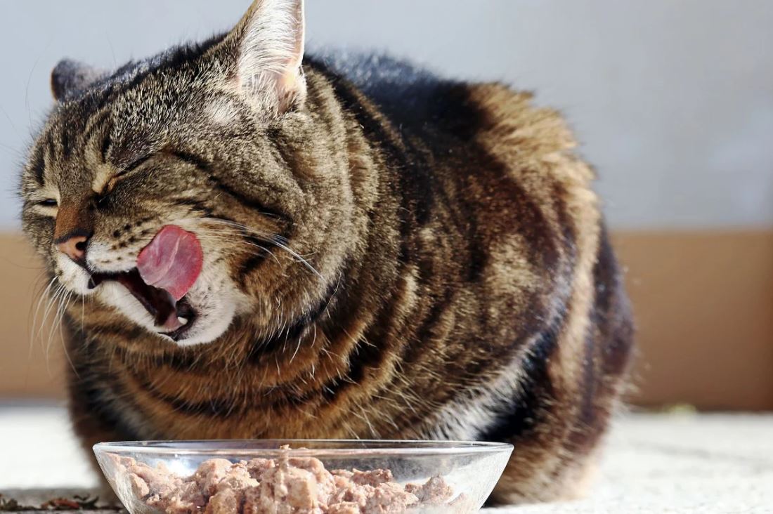 Ilustrasi wet food kucing.