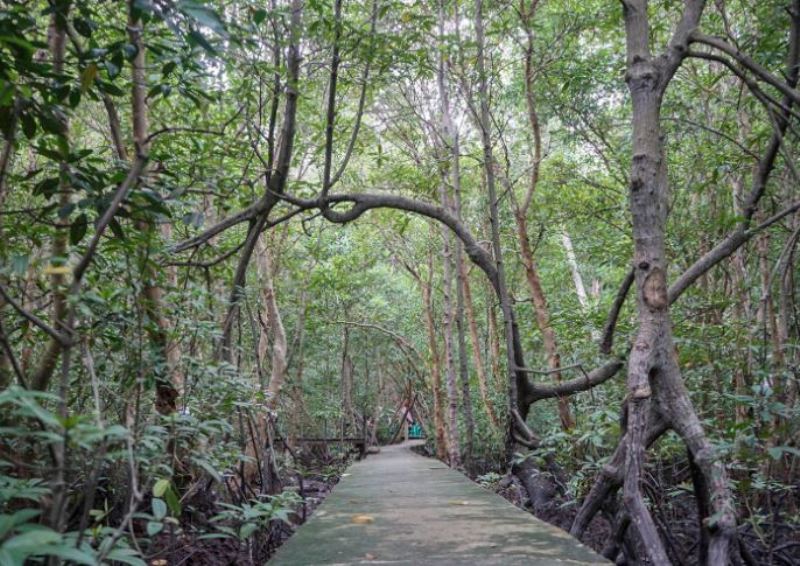 Hutan Mangrove Dumai.