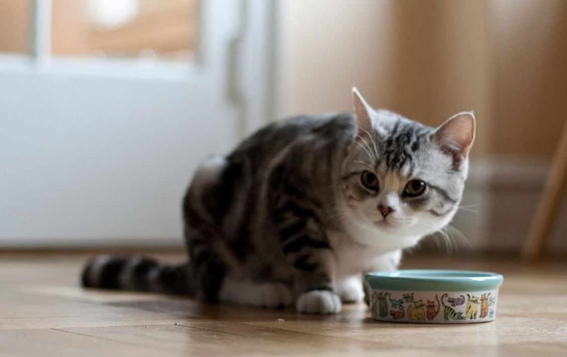 Kucing menunggu makanan disiapkan.