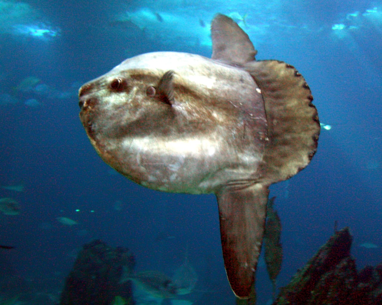 Ikan mola-mola penting untuk ekosistem.
