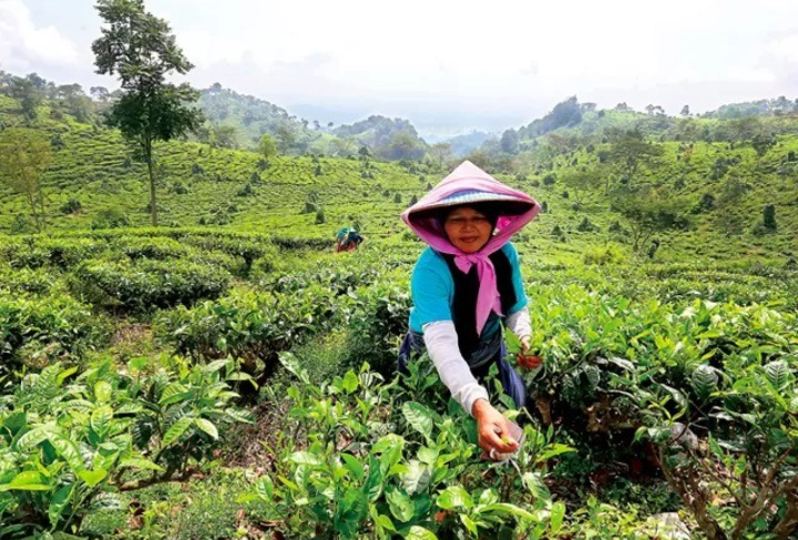 Wisata kebun teh jamus Ngawi.