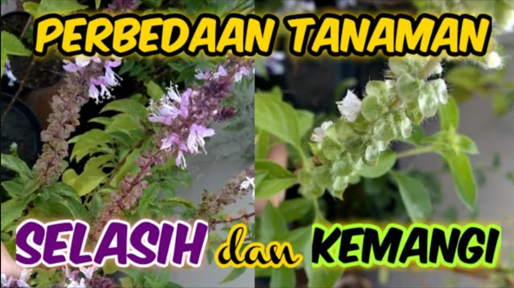 Selasih vs kemangi, kamu bisa bedain? Yuk kenali ciri, manfaat, dan cara pakainya biar gak salah lagi!