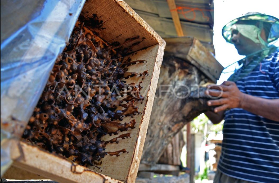 Ingin panen madu sehat dari halaman rumah? Yuk, pelajari teknik budidaya lebah trigona dari awal sampai panen!