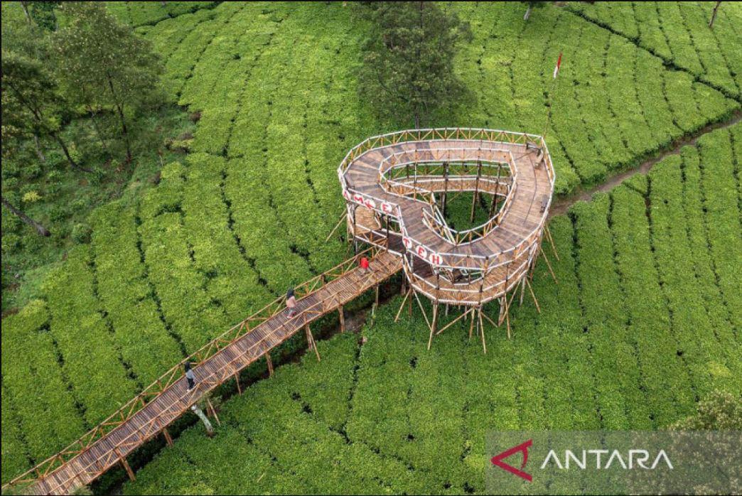 Kebun Teh Tambi di Wonosobo tawarkan suasana sejuk, udara bersih, dan spot cantik untuk healing, jalan santai, dan tur edukasi teh.