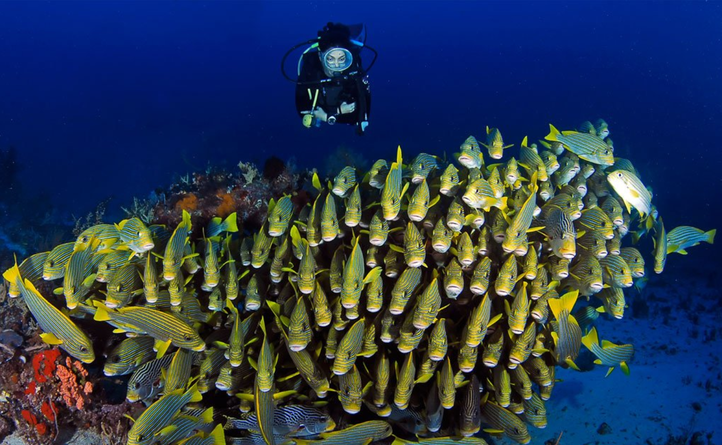 Beneran bisa berenang bareng paus di Raja Ampat?