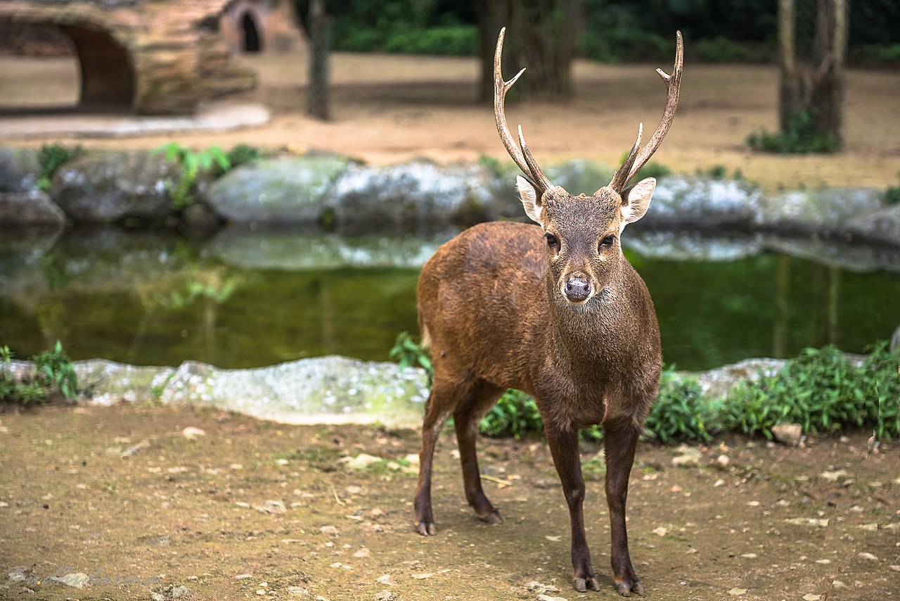 rusa bawean