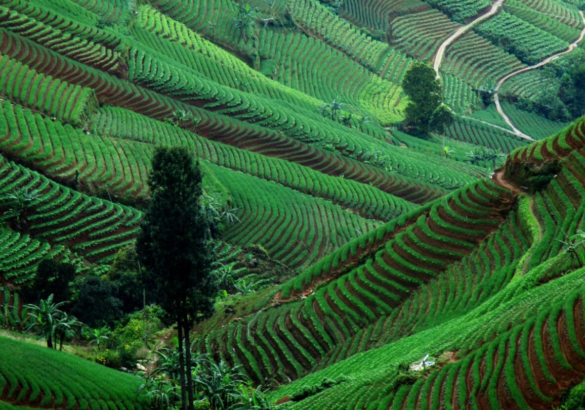 Terasering Panyaweuyan di Desa Sukasari Kidul, Kecamatan Argapura, menampilkan hamparan sawah berundak yang rapi di lereng Gunung Ciremai.