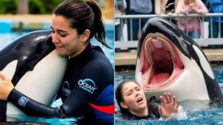 Fakta Sebenarnya di Balik Hoaks &ldquo;Jessica Orca&rdquo; Dimakan Paus Orca.