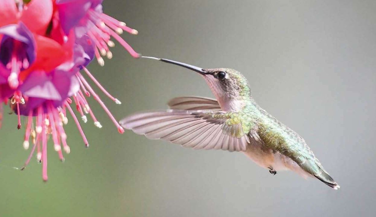 Ilustrasi burung kolibri.