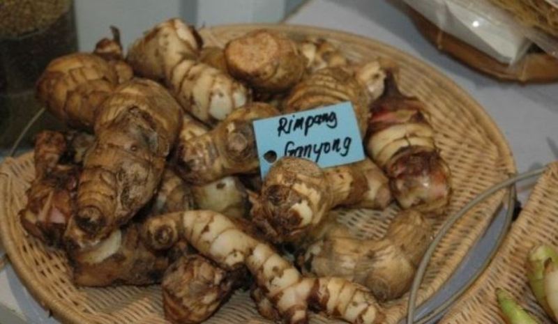 Manfaat ganyong untuk kesehatan.