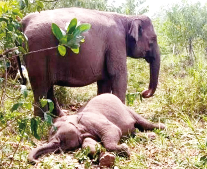 Anak gajah jinak ditemukan mati di Kawasan TNTN, Desa Lubuk Kembang Bunga, Kecamatan Ukui, Kabupaten Pelalawan, Rabu (10/9/2025)