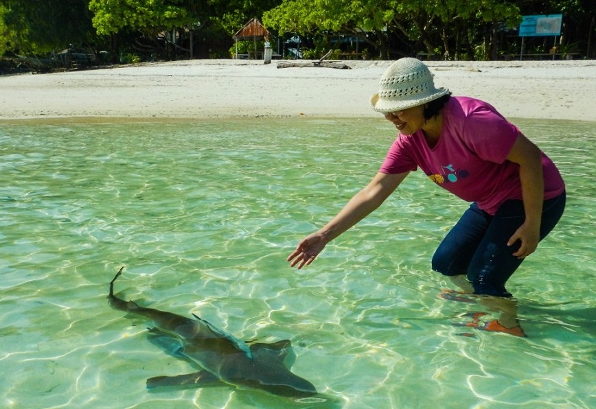 Sensasi Langka!, Berenang Aman Bersama Hiu Jinak di Raja Ampat/
