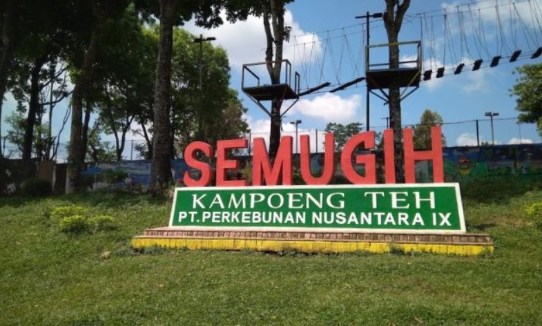 Kampoeng Teh Semugih menawarkan suasana pegunungan yang segar dengan hamparan kebun teh.