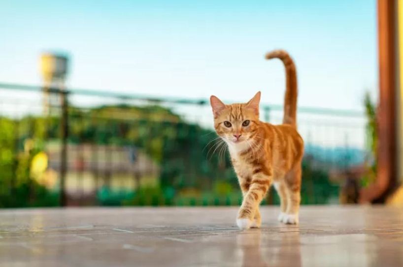 Ilustrasi datangnya kucing yang kerap dianggap pertanda keberuntungan.