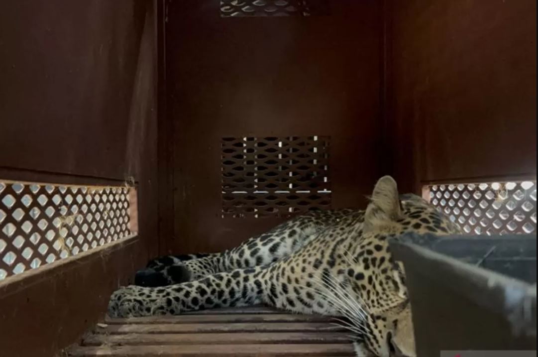 Seekor macan tutul yang masuk ke dalam Hotel Anugerah, Jalan Padasaluyu, Kecamatan Sukasari, Kota Bandung, berhasil dievakuasi.