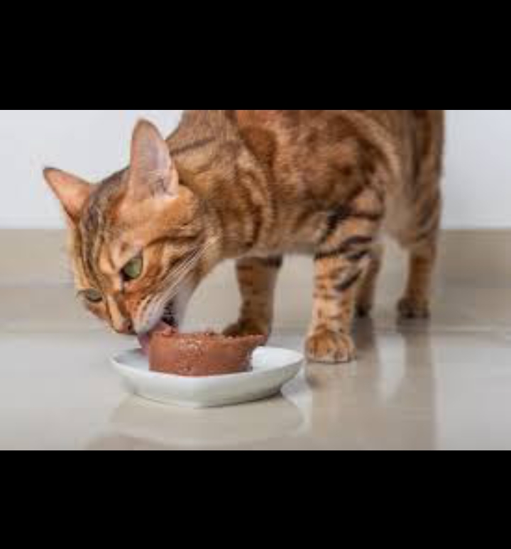 Makanan Basah Kucing yang Paling Laris Di Indonesia. Dok. Istimewa