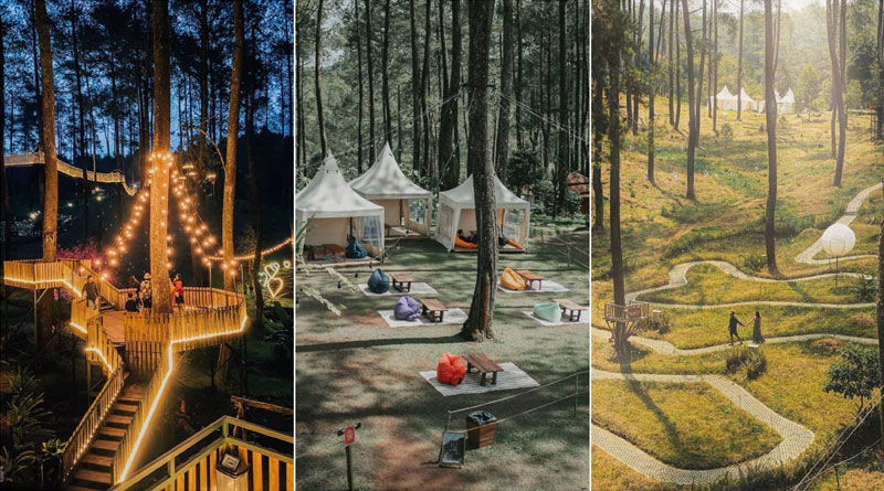 Ilustrasi Orchid Forest Cikole Lembang Bandung Hutan Pinus Sejuk, Koleksi Anggrek Cantik, Sky Bridge, Rumah Pohon
