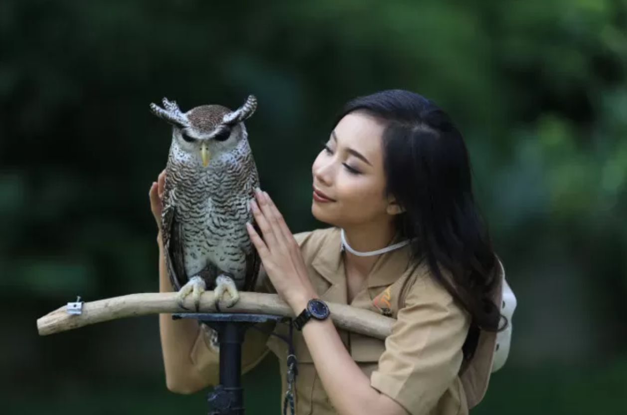 Jember Mini Zoo menghadirkan pengalaman berinteraksi dengan beragam hewan, mulai dari burung beo, kelinci, domba, kura-kura, hingga reptil eksotis seperti gecko.