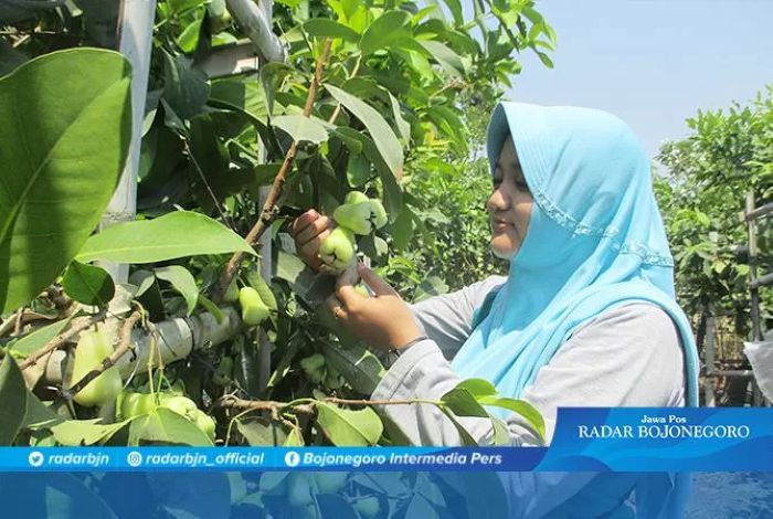 wisata petik buah jambu madu di desa dengok kabupaten bojonegoro