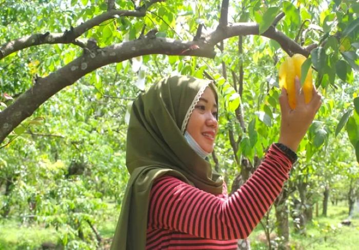 agrowisata kebun belimbing ngringinrejo menyuguhkan pengalaman kepada wisatawan merasakan memtik buah dari pohonnya