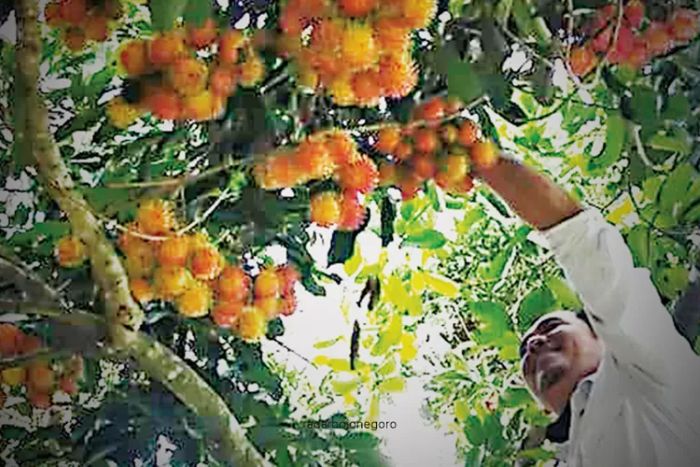 agrowisata rambutan desa beji memberikan pengalaman kepada wisatawan merasakan memtik buah dari pohonnya secara langsung