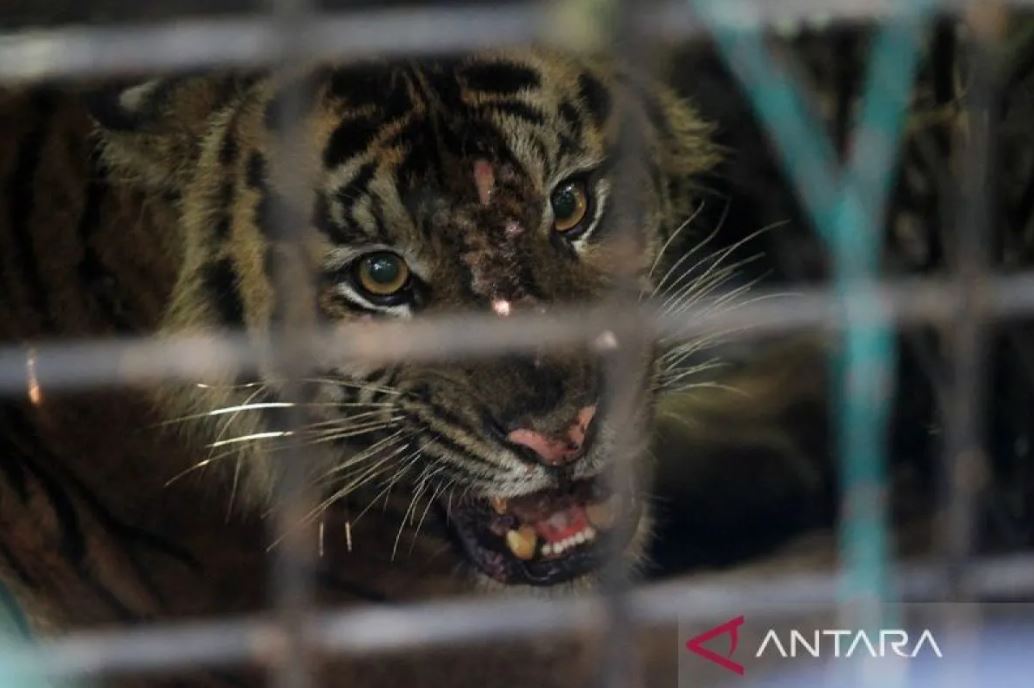 Harimau sumatra yang sempat menyerang warga Lampung Barat akhirnya tertangkap hidup-hidup di jebakan petugas gabungan.