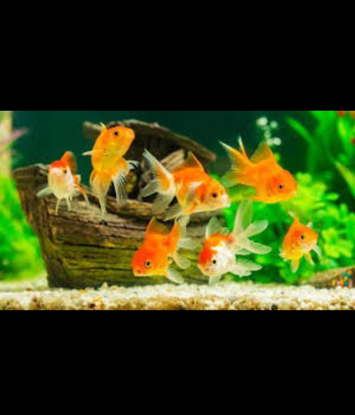 Jenis Ikan Hias yang Banyak Peminatnya.