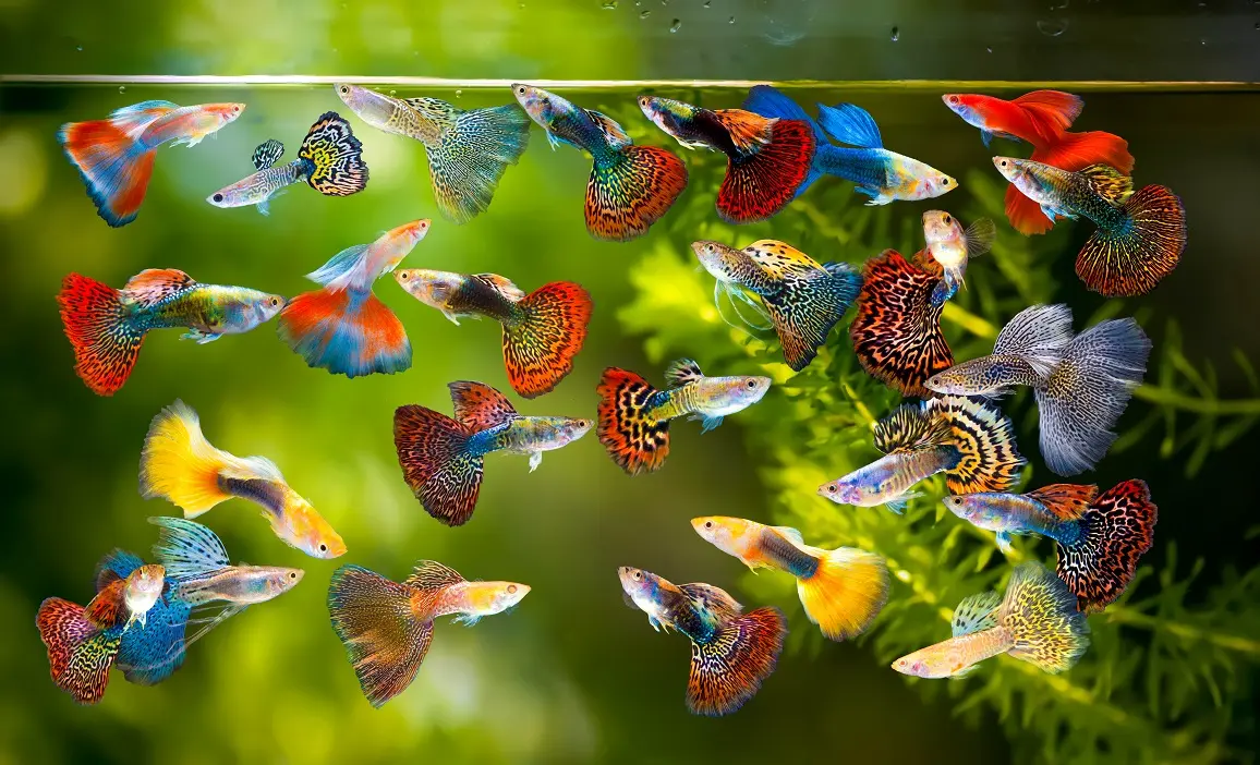 ikan hias untuk mini akuarium dirumah agar lebih cantik.