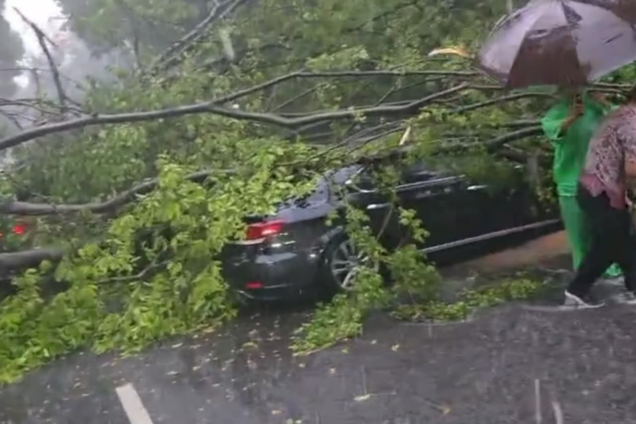 pohon besar ambruk timpa 5 mobil, satu pengendara dinyatakan meninggal ditempat.