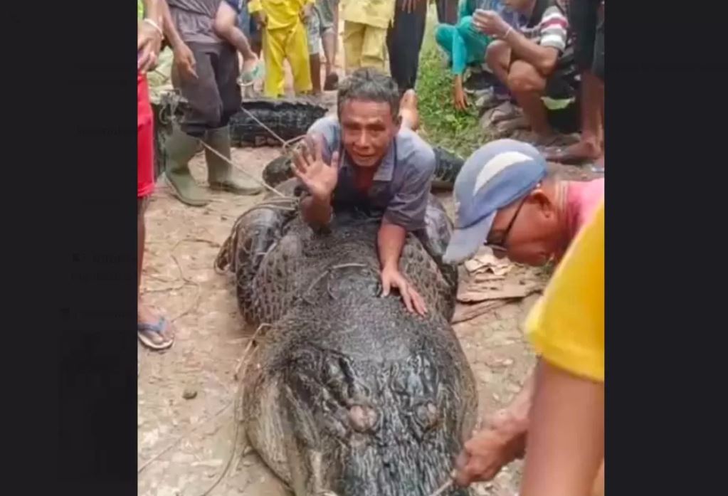 Buaya raksasa 7 meter masuk ke pemukiman warga Riau, ditangkap beramai-ramai pakai tali dan bambu.