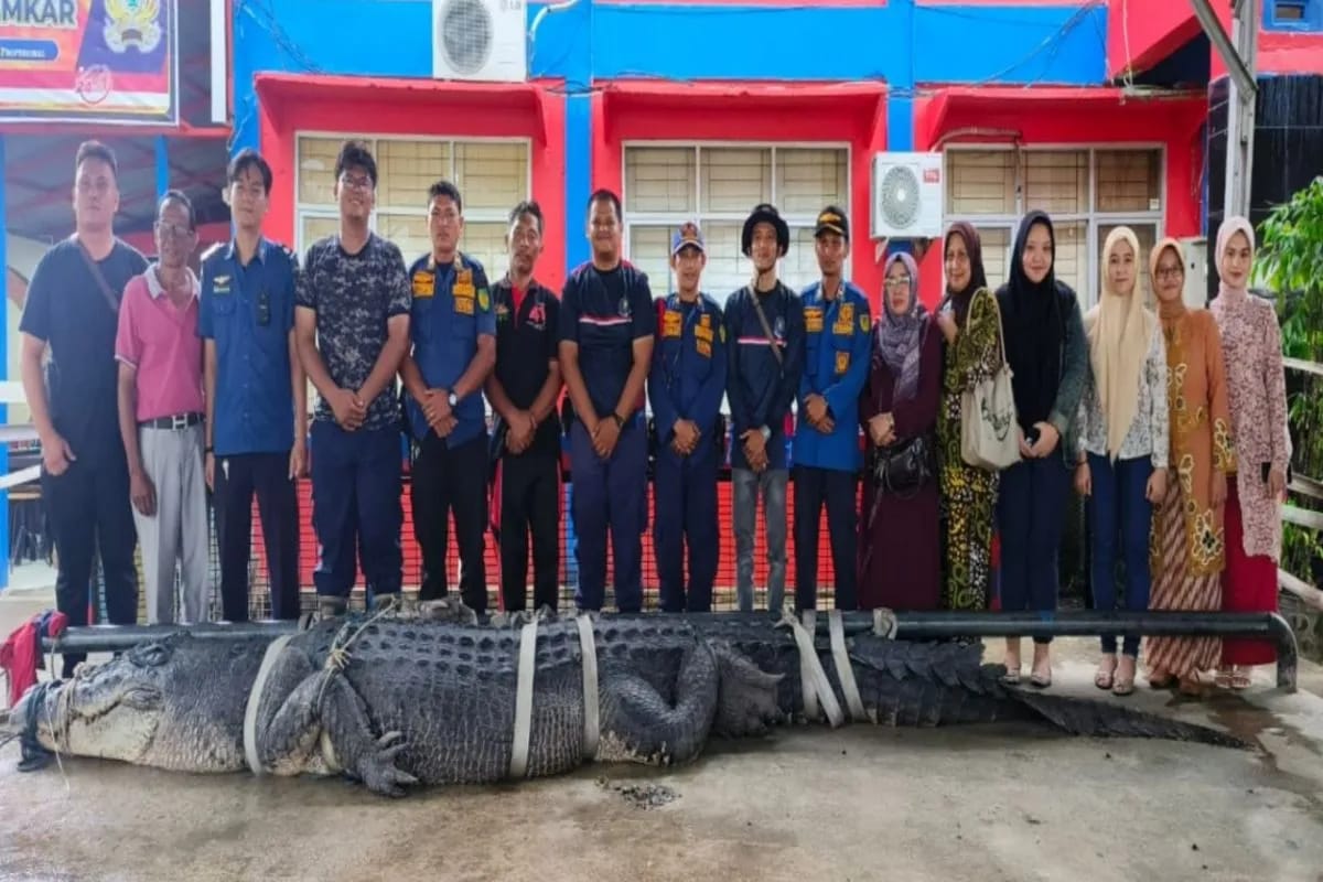Evakuasi Buaya Raksasa Sungai Undan oleh DAMKAR inhil ke Tembilahan Kota (Sumber: ANTARA/HO-Damkar Inhil)