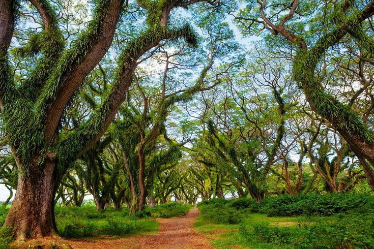 Djawatan Forest
