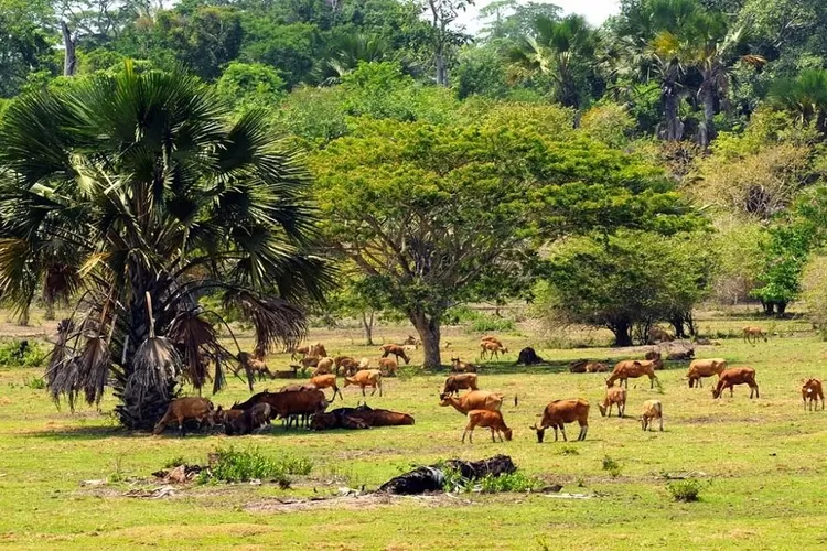 Padang Savana Sadengan Banyuwangi