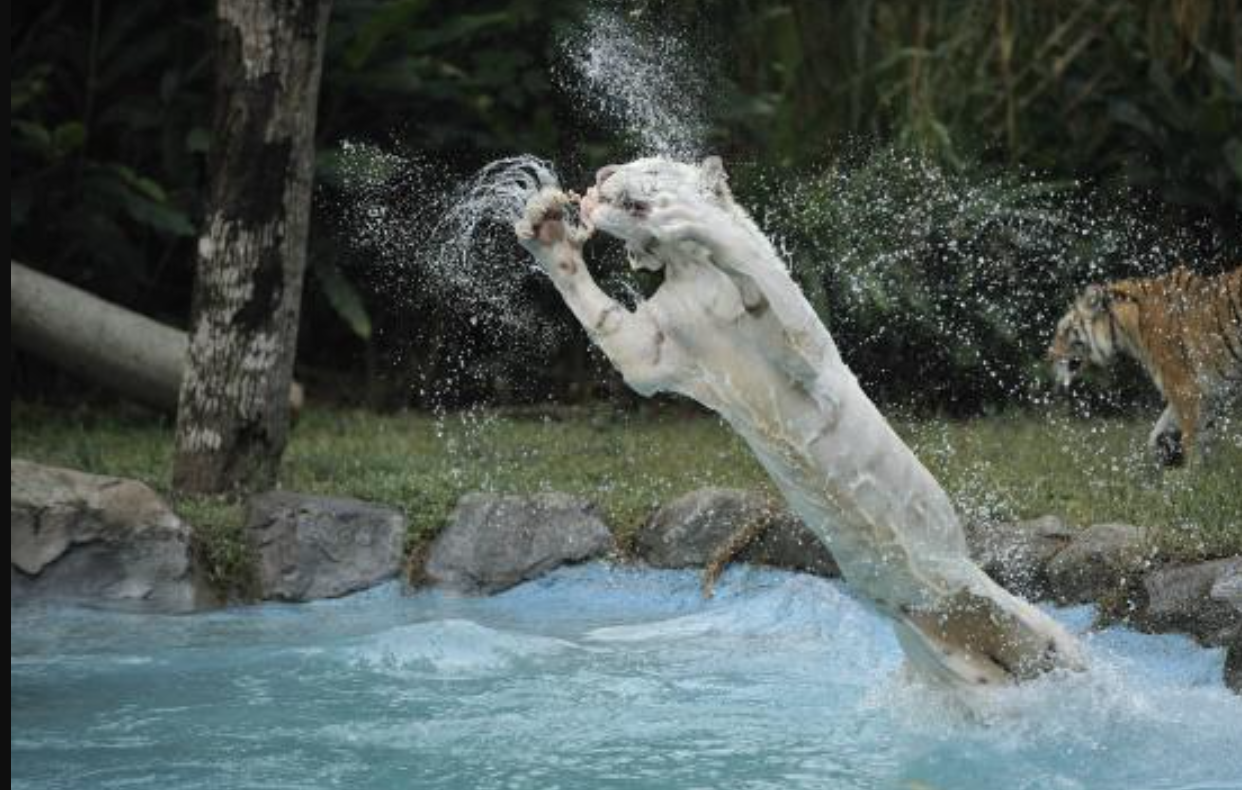 Safari Water World Prigen