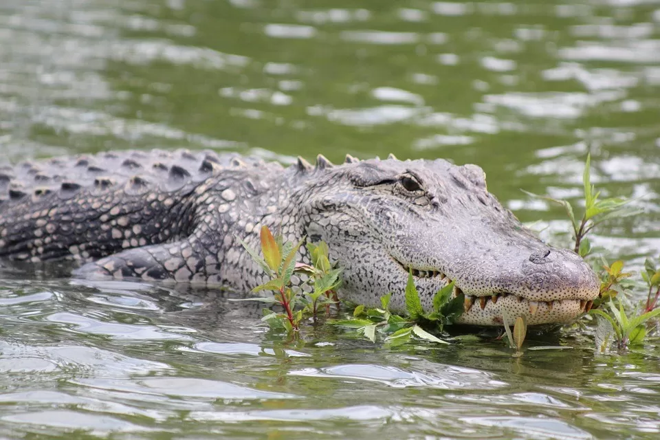 Buaya
