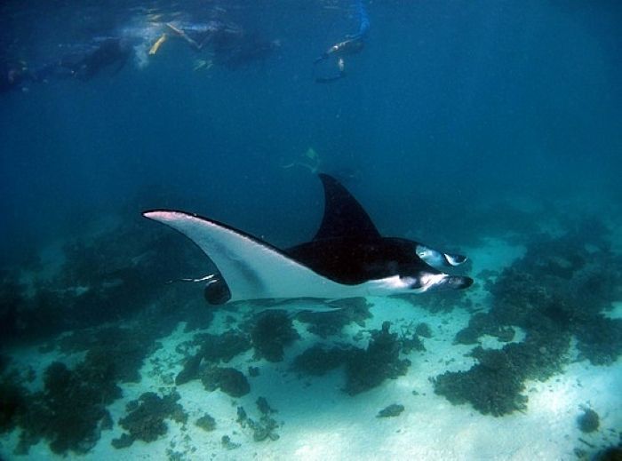 manta point, menikmati dunia bawah laut bersama ikan pari