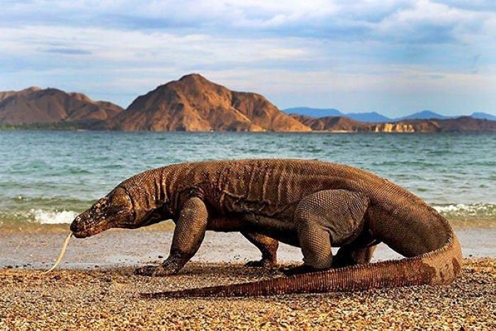 komodo, termasuk hewan purba yang masih hidup dan di lindungi, hanya bisa ditemukan habitatnya di pulau komodo