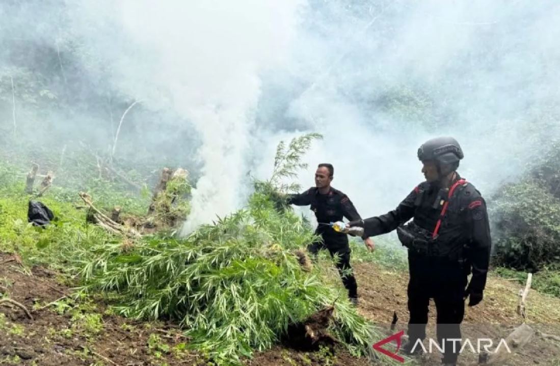 Brimob Polda Sumut musnahkan ladang ganja 10 hektare di Mandailing Natal, wujud komitmen perang melawan narkoba.
