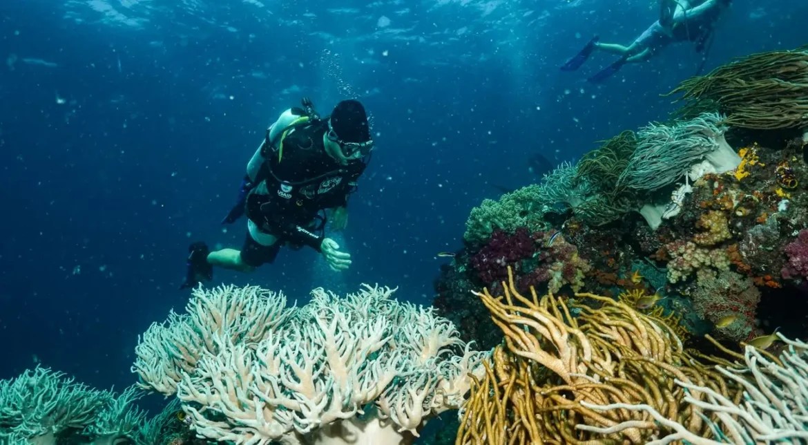 Keindahan biota bawah laut sebagai daya tarik wisatawan.