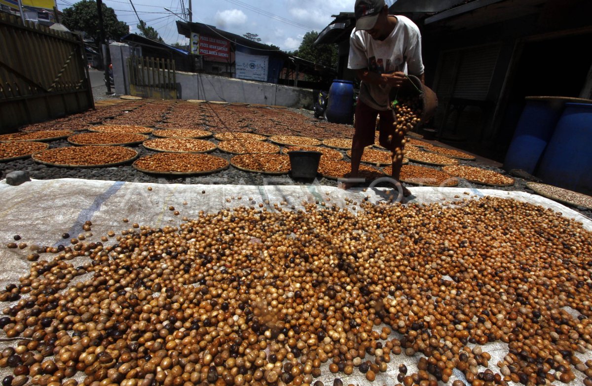 Buah Pala, salah satu rempah-rempah yang hanya bisa di temukan di Banda Neira Maluku.
