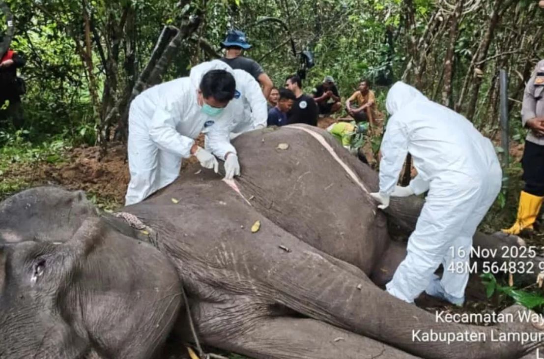Gajah jinak Dona meninggal di Way Kambas, meski tim medis telah memantau kondisinya sejak awal November.