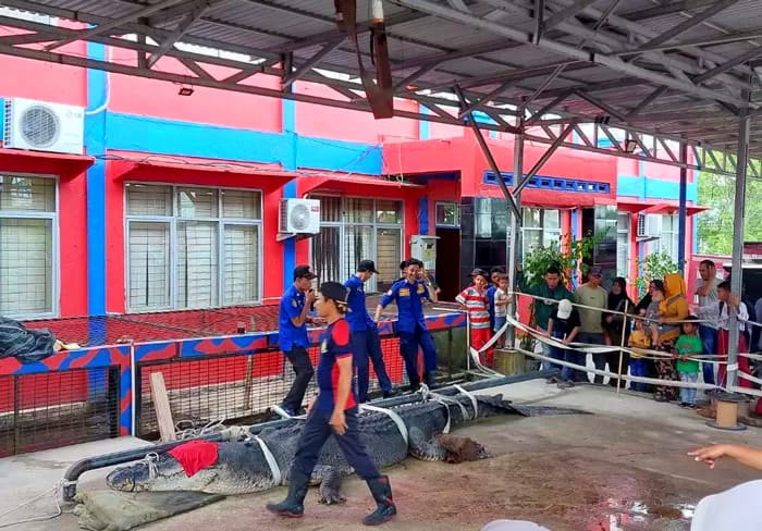 Si Undan, buaya raksasa 5,7 meter, mati usai 19 hari dirawat DPKP Inhil akibat infeksi luka yang tak kunjung pulih. (Sumber: Riaupos.co)