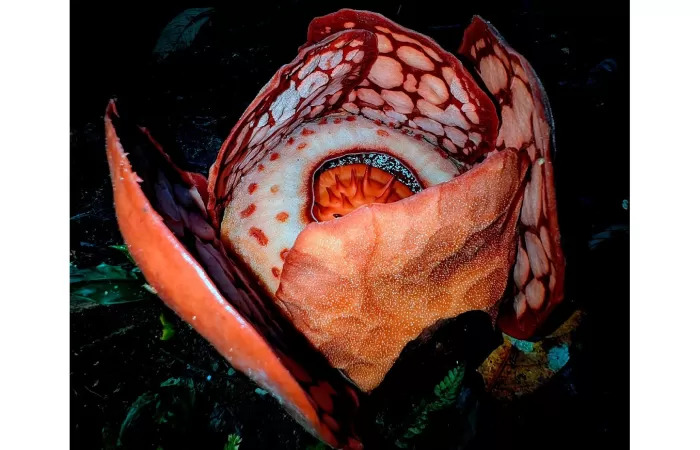 Rafflesia hasseltii ditemukan di salah satu hutan lebat Sumatera