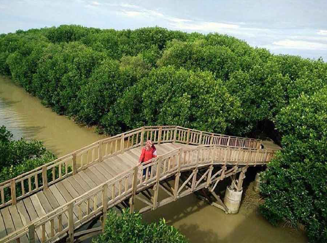 Hutan Mangrove Kaliwlingi