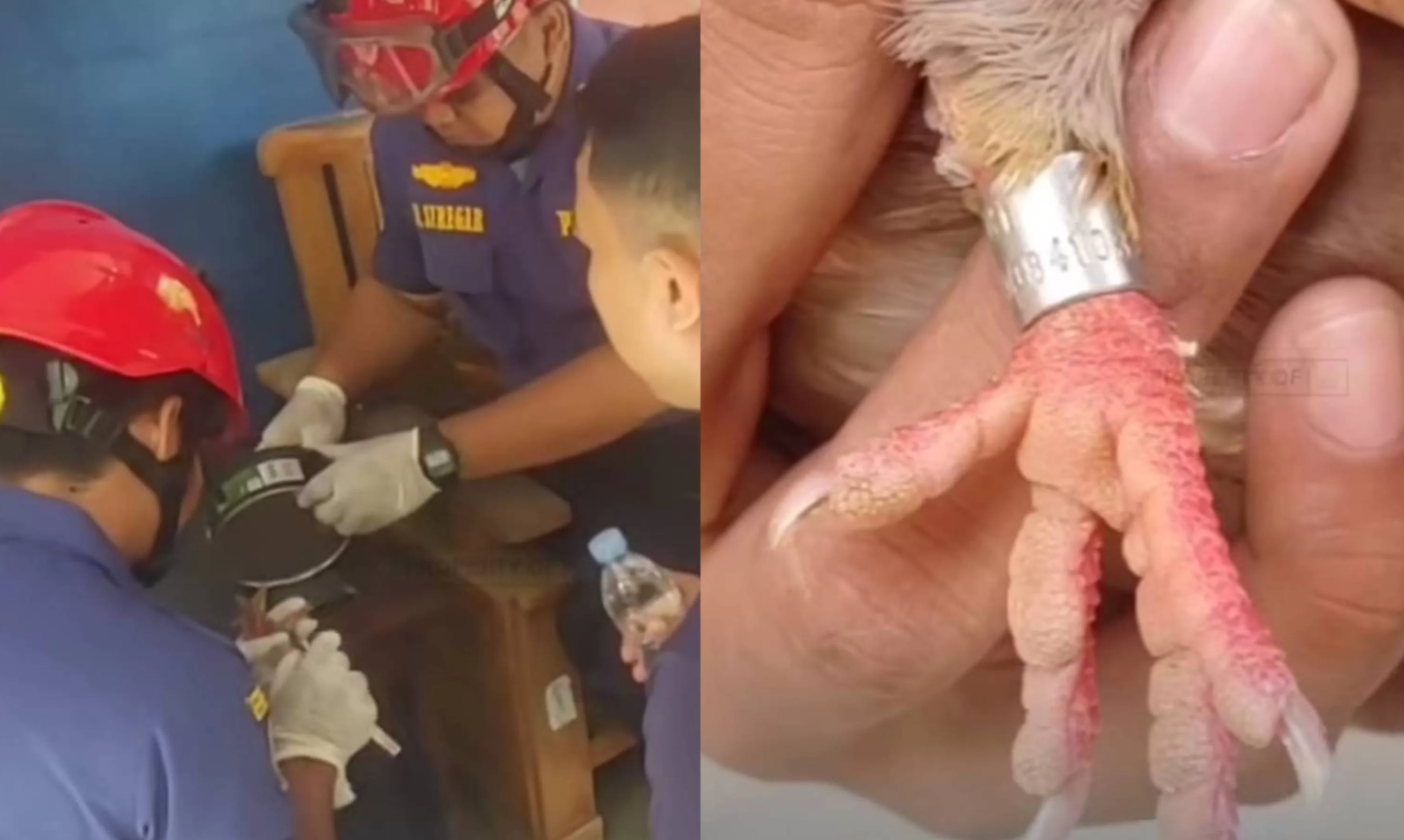 Petugas Damkar Pos Merdeka Kota Depok menyelamatkan seekor burung merpati yang kakinya tercekik gelang.