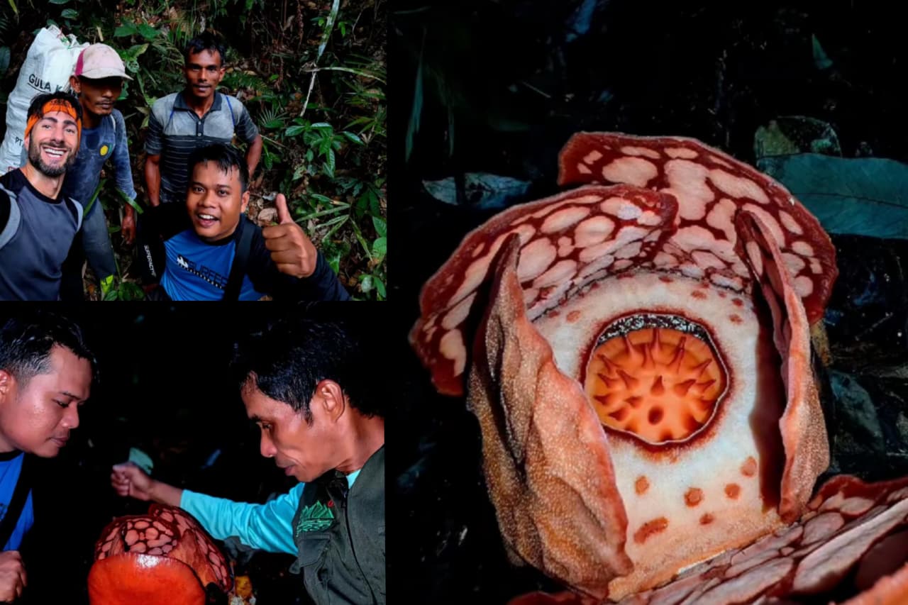 13 tahun lamanya akhirnya para peneliti menemukan bunga Rafflesia Hasselti yang tengah mekar.
