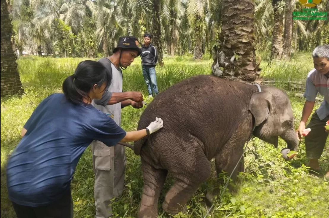 anak gajah betina bernama Laila, yang baru berusia 1 tahun 6 bulan, ditemukan mati pada Sabtu dini hari (22/11) di Pusat Konservasi Gajah (PKG) Sebanga, Kabupaten Bengkalis.