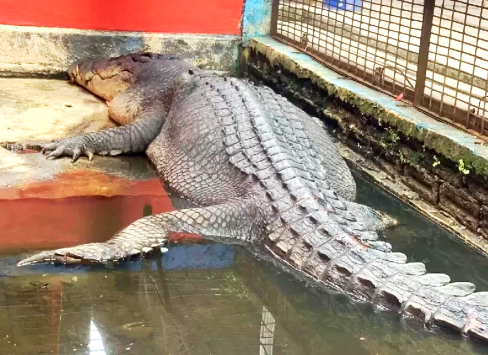 Buaya raksasa legendaris Si Undan ditemukan akhirnya mati, perutnya penuh benda asing yang mengejutkan. (Sumber: Radar Surabaya)