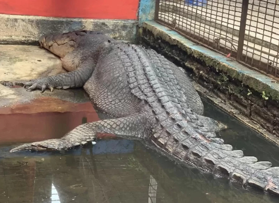 Seekor buaya muara raksasa di Sungai Undan mati
