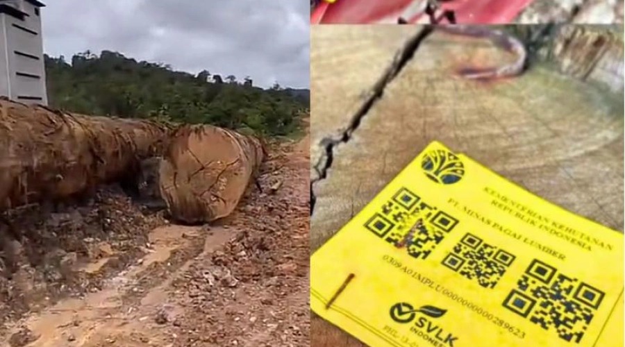 Viral Ribuan Kayu Gelondongan Bertulisan PT Minas Pagai Lumber,
